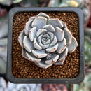 Echeveria 'Gray Rosa' 1" Succulent Plant