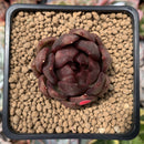 Echeveria Agavoides 'Blood Maria' 2" Succulent Plant