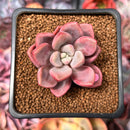 Echeveria 'Polari' 1" Succulent Plant