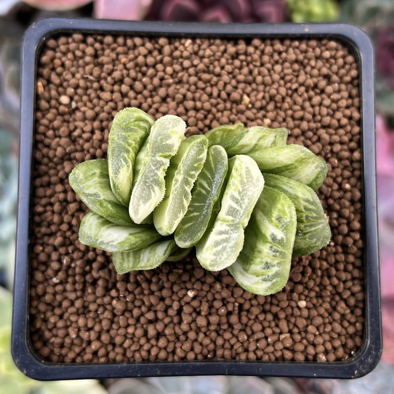 Haworthia Truncata Variegated 1