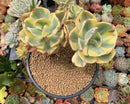 Echeveria 'Enfant' Variegated Cluster 5" Large Succulent Plant