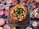 Echeveria Agavoides 'Mascarpone' 1" Succulent Plant