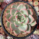 Echeveria Agavoides 'Shallot' 5" Succulent Plant