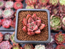 Echeveria Agavoides 'Shaikh' 1" Succulent Plant