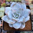 Echeveria 'Laui' 3" Powdery Succulent Plant