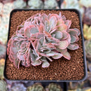 Echeveria 'Florence' Crested 2"-3" Succulent Plant