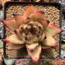 Echeveria Agavoides 'Maria' Crested 3" Succulent Plant