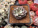 Echeveria 'Strictiflora' 2" Succulent Plant