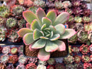 Echeveria 'Luella' Variegated 2" Succulent Plant