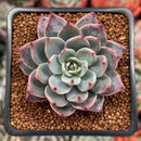 Echeveria 'Subalpina' Hybrid 2" Succulent Plant