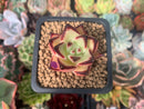 Echeveria Agavoides 'Maria' Superclone 1" Succulent Plant