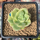 Echeveria 'Nicksana' Variegated 1"-2" Succulent Plant