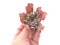 Echeveria 'Trumpet Pinky' 2"-3" Rare Succulent Plant