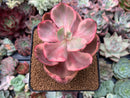 Echeveria 'Golden State' Variegated 2"-3" Succulent Plant