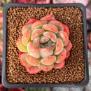 Echeveria 'Starmark' 2" Succulent Plant
