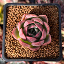 Echeveria Hybrid sp. 1" Succulent Plant