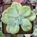Echeveria 'Hakuhou' Variegated 3" Succulent Plant