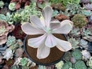 Echeveria 'Pampoteus' Variegated 4"-5" (Not Jocelyn's Joy Variegated) Succulent Plant
