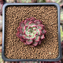Echeveria 'Sarahime' 1" Succulent Plant