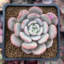 Echeveria 'Soulmint' 2" Succulent Plant
