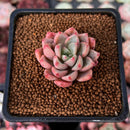 Echeveria 'Blood Spirit' 1" Succulent Plant