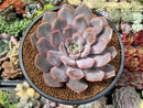 Echeveria 'Fiona' 4" Succulent Plant