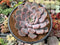 Echeveria 'Fiona' 4" Succulent Plant