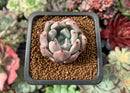 Echeveria 'Zaragoza' x 'Colorata' Hybrid 1" Succulent Plant