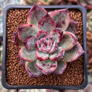 Echeveria 'Ratam' 2" Succulent Plant