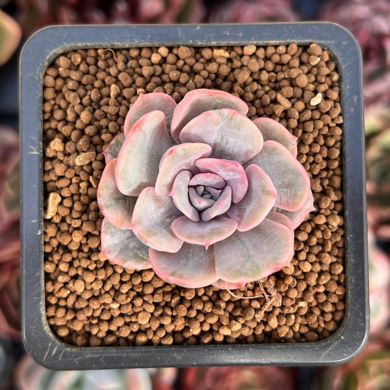 varigated succulent Echeveria 'Pink Punky' Variegated 1