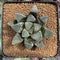 Haworhtia Correcta 'Mengmun' 2"-3" Succulent Plant