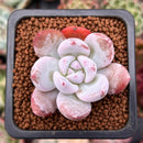 Echeveria 'Ivory' 1" Powdery Succulent Plant