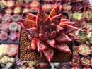 Echeveria Agavoides 'Pysche 3" Succulent Plant