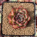 Echeveria Agavoides 'Fire Pillar' 2"-3" Succulent Plant