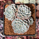 Echeveria 'Minima' 2"-3" Cluster Succulent Plant