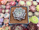 Echeveria 'Hamil' 2" Succulent Plant