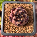 Echeveria Agavoides 'Sarabony' 1" Small Succulent Plant