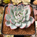 Echeveria 'Red Powder' 2" Powdery Succulent Plant
