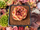 Echeveria Agavoides 'Mandela' 2" Succulent Plant