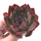 Echeveria Agavoides 'Glam Pink' 3"-4" Succulent Plant