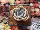 Echeveria 'Tiramisu' 2" Succulent Plant