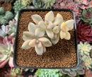 Graptoveria ‘Titubans’ Variegated 2”-3” Cluster Succulent Plant