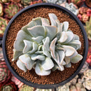 Echeveria 'Manner Queen' 3" Cluster Powdery Succulent Plant