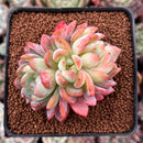 Echeveria 'Starmark' 2"-3" Succulent Plant