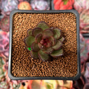 Echeveria 'Coco Jelly' 1" Succulent Plant