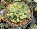 Echeveria 'Butterfly Dot' Variegated 4” Large Succulent Plant