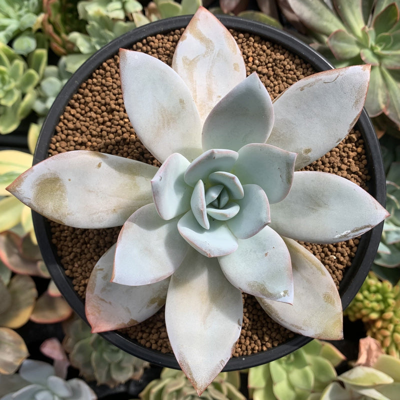 white lotus succulent Echeveria 'White Lotus' 4" Powdery Succulent Plant – True Succulents Plant Co