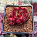Echeveria Agavoides 'Luming' 1" Succulent Plant