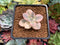 Quetzalcoatlia 'Pentandra Superba' Variegated 1" Succulent Plant (Formerly Graptopetalum 'Pentandrum Superbum' Variegated)