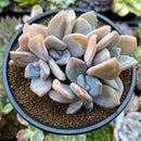Echeveria 'Snow Shine' 4" Powdery Succulent Plant
